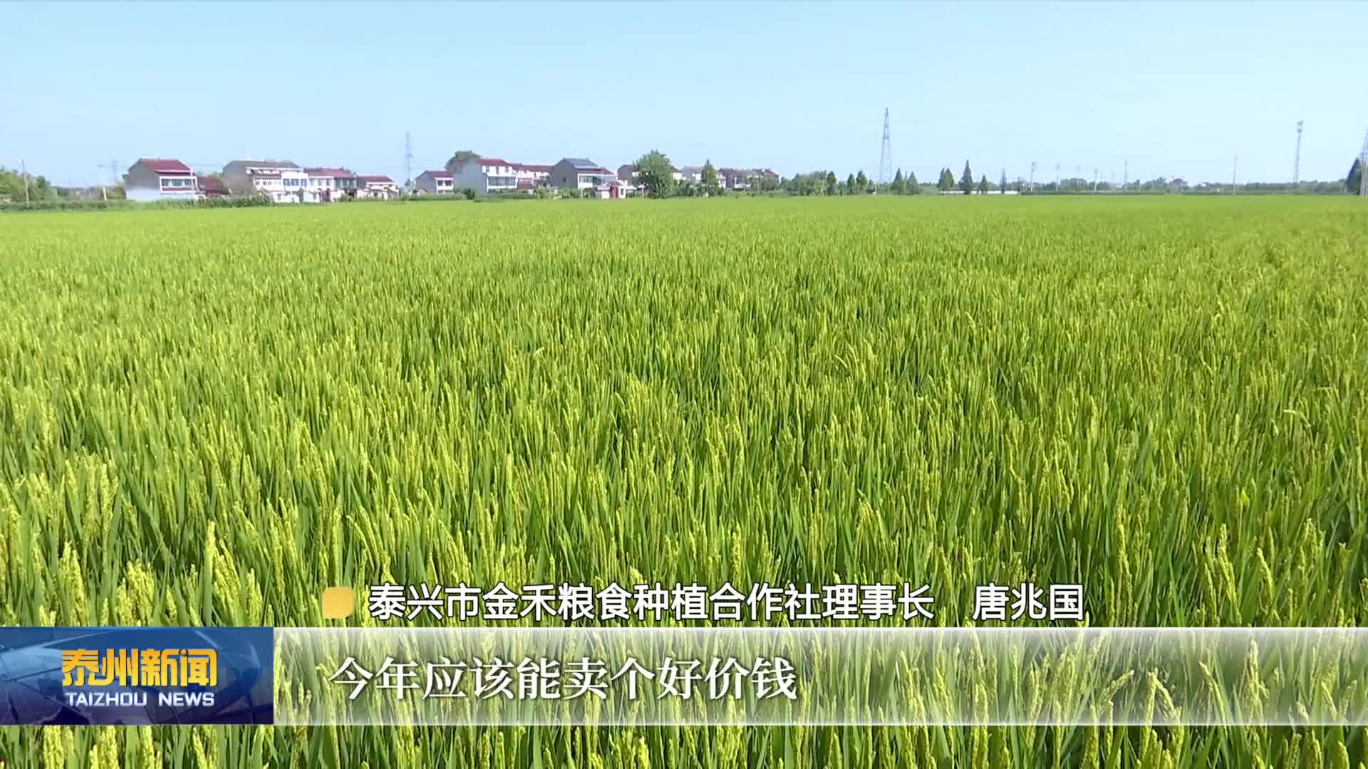 在希望的田野上·喜迎丰收节  泰兴：4万亩超级稻试种成功 院士田头许愿让百姓吃到优质大米